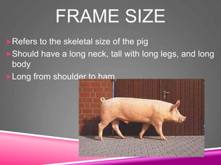 FRAME SIZE
Refers to the skeletal size of the pig
Should have a long neck, tall with long legs, and long
body
Long from shoulder to ham.
 