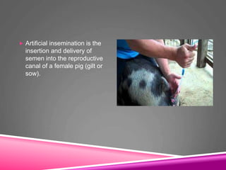  Artificial insemination is the
insertion and delivery of
semen into the reproductive
canal of a female pig (gilt or
sow).
 