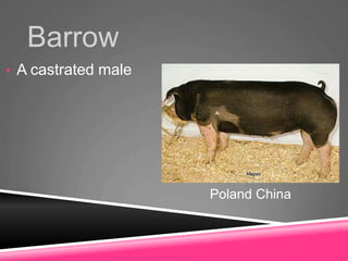 Barrow
• A castrated male
Poland China
 