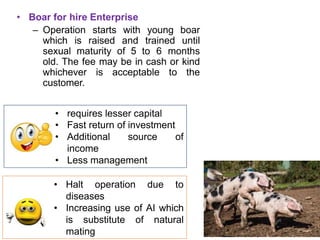 • Boar for hire Enterprise
– Operation starts with young boar
which is raised and trained until
sexual maturity of 5 to 6 months
old. The fee may be in cash or kind
whichever is acceptable to the
customer.
• requires lesser capital
• Fast return of investment
• Additional source of
income
• Less management
• Halt operation due to
diseases
• Increasing use of AI which
is substitute of natural
mating
 