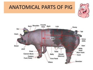 ANATOMICAL PARTS OF PIG
 