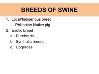 BREEDS OF SWINE
1. Local/Indigenous breed
– Philippine Native pig
2. Exotic breed
a. Purebreds
b. Synthetic breeds
c. Upgrades
 
