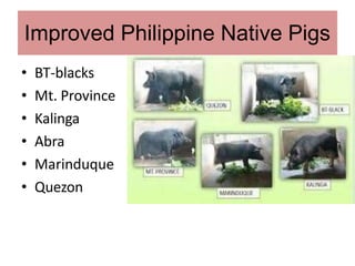 Improved Philippine Native Pigs
• BT-blacks
• Mt. Province
• Kalinga
• Abra
• Marinduque
• Quezon
 