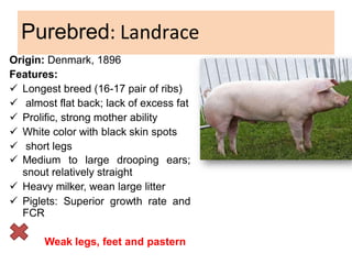Purebred: Landrace
Origin: Denmark, 1896
Features:
 Longest breed (16-17 pair of ribs)
 almost flat back; lack of excess fat
 Prolific, strong mother ability
 White color with black skin spots
 short legs
 Medium to large drooping ears;
snout relatively straight
 Heavy milker, wean large litter
 Piglets: Superior growth rate and
FCR
Weak legs, feet and pastern
 