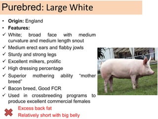 • Origin: England
• Features:
 White; broad face with medium
curvature and medium length snout
 Medium erect ears and flabby jowls
 Sturdy and strong legs
 Excellent milkers, prolific
 High dressing percentage
 Superior mothering ability
breed”
 Bacon breed, Good FCR
“mother
 Used in crossbreeding programs to
produce excellent commercial females
Excess back fat
Relatively short with big belly
Purebred: Large White
 
