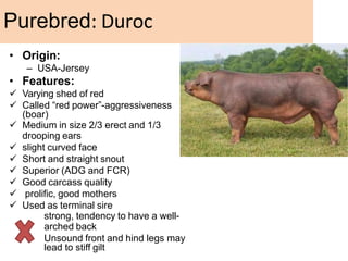 • Origin:
– USA-Jersey
• Features:
 Varying shed of red
 Called “red power”-aggressiveness
(boar)
 Medium in size 2/3 erect and 1/3
drooping ears
 slight curved face
 Short and straight snout
 Superior (ADG and FCR)
 Good carcass quality
 prolific, good mothers
 Used as terminal sire
strong, tendency to have a well-
arched back
Unsound front and hind legs may
lead to stiff gilt
Purebred: Duroc
 
