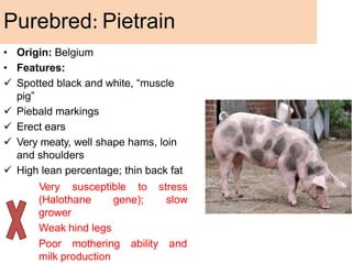 • Origin: Belgium
• Features:
 Spotted black and white, “muscle
pig”
 Piebald markings
 Erect ears
 Very meaty, well shape hams, loin
and shoulders
 High lean percentage; thin back fat
gene);
Very susceptible to stress
slow
(Halothane
grower
Weak hind legs
Poor mothering ability and
milk production
Purebred: Pietrain
 