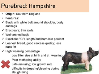 • Origin: Southern England
• Features:
 Black with white belt around shoulder, body
and legs
 Erect ears; trim jowls
 Well-arched back
 Excellent FCR, length and ham-loin percent
 Leanest breed, good carcass quality; less
back fat
 High weaning percentage
Low litter size at birth and at weaning
Poor mothering ability
Late maturing; low growth rate
difficulty in dressing/cleaning during
slaughtering
Purebred: Hampshire
 