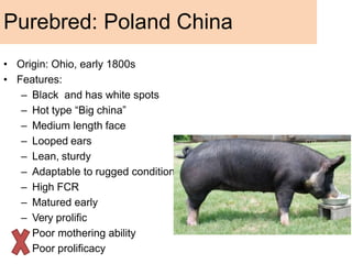• Origin: Ohio, early 1800s
• Features:
– Black and has white spots
– Hot type “Big china”
– Medium length face
– Looped ears
– Lean, sturdy
– Adaptable to rugged conditions
– High FCR
– Matured early
– Very prolific
– Poor mothering ability
– Poor prolificacy
Purebred: Poland China
 
