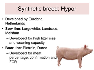 Synthetic breed: Hypor
• Developed by Eurobrid,
Netherlands
• Sow line: Largewhite, Landrace,
Meishan
– Developed for high litter size
and weaning capacity
• Boar line: Pietrain, Duroc
– Developed for meat
percentage, confirmation and
FCR
 