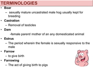 • Boar
– sexually mature uncastrated male hog usually kept for
breeding
• Castration
– Removal of testicles
• Dam
-female parent/ mother of an any domesticated animal
• Estrus
– The period wherein the female is sexually responsive to the
male
• Farrow
– to give birth
• Farrowing
– The act of giving birth to pigs
TERMINOLOGIES
 