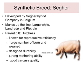 Synthetic Breed: Segher
• Developed by Segher hybrid
Company in Belgium
• Makes up the line: Large white,
Landrace and Pietrain
• Parent gilt: Dutchess
– known for reproductive efficiency
– large number of born and
weaned
– designed durability
– strong mothering ability
– good carcass quality
 