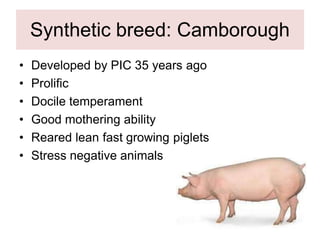 Synthetic breed: Camborough
• Developed by PIC 35 years ago
• Prolific
• Docile temperament
• Good mothering ability
• Reared lean fast growing piglets
• Stress negative animals
 
