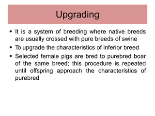 Upgrading
 It is a system of breeding where native breeds
are usually crossed with pure breeds of swine
 To upgrade the characteristics of inferior breed
 Selected female pigs are bred to purebred boar
of the same breed; this procedure is repeated
until offspring approach the characteristics of
purebred
 