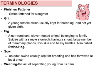 • Finisher/ Fattener
– Swine fattened for slaughter
• Gilt
– A young female swine usually kept for breeding and not yet
given birth.
• Pig
– A non-ruminant, cloven-footed animal belonging to family
Suidae with a simple stomach, having a snout, large number
of mammary glands, thin skin and heavy bristles. Also called
Swine/Hog.
• Sow
– an adult swine usually kept for breeding and has farrowed at
least once
• Weaning-the act of separating young from its dam
TERMINOLOGIES
 