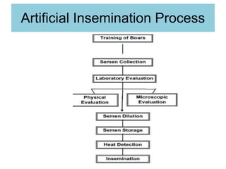 Artificial Insemination Process
 