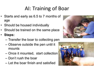 AI: Training of Boar
• Starts and early as 6.5 to 7 months of
age
• Should be housed individually
• Should be trained on the same place
• Steps:
– Transfer the boar to collecting pen
– Observe outside the pen until it
mounts
– Once it mounted, start collection
– Don’t rush the boar
– Let the boar finish and satisfied
 