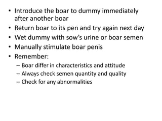 • Introduce the boar to dummy immediately
after another boar
• Return boar to its pen and try again next day
• Wet dummy with sow’s urine or boar semen
• Manually stimulate boar penis
• Remember:
– Boar differ in characteristics and attitude
– Always check semen quantity and quality
– Check for any abnormalities
 