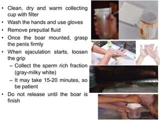 • Clean, dry and warm collecting
cup with filter
• Wash the hands and use gloves
• Remove preputial fluid
• Once the boar mounted, grasp
the penis firmly
• When ejaculation starts, loosen
the grip
– Collect the sperm rich fraction
(gray-milky white)
– It may take 15-20 minutes, so
be patient
• Do not release until the boar is
finish
 