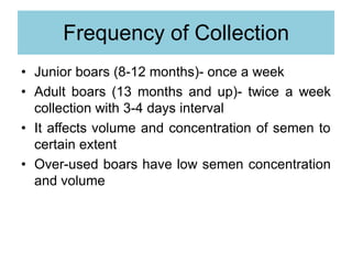 Frequency of Collection
• Junior boars (8-12 months)- once a week
• Adult boars (13 months and up)- twice a week
collection with 3-4 days interval
• It affects volume and concentration of semen to
certain extent
• Over-used boars have low semen concentration
and volume
 