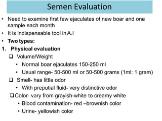 Semen Evaluation
• Need to examine first few ejaculates of new boar and one
sample each month
• It is indispensable tool in A.I
• Two types:
1. Physical evaluation
 Volume/Weight
• Normal boar ejaculates 150-250 ml
• Usual range- 50-500 ml or 50-500 grams (1ml: 1 gram)
 Smell- has little odor
• With preputial fluid- very distinctive odor
Color- vary from grayish-white to creamy white
• Blood contamination- red –brownish color
• Urine- yellowish color
 