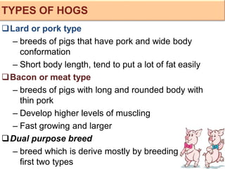 Lard or pork type
– breeds of pigs that have pork and wide body
conformation
– Short body length, tend to put a lot of fat easily
Bacon or meat type
– breeds of pigs with long and rounded body with
thin pork
– Develop higher levels of muscling
– Fast growing and larger
Dual purpose breed
– breed which is derive mostly by breeding the
first two types
TYPES OF HOGS
 