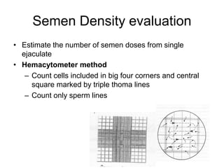 Semen Density evaluation
• Estimate the number of semen doses from single
ejaculate
• Hemacytometer method
– Count cells included in big four corners and central
square marked by triple thoma lines
– Count only sperm lines
 