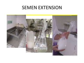 SEMEN EXTENSION
 