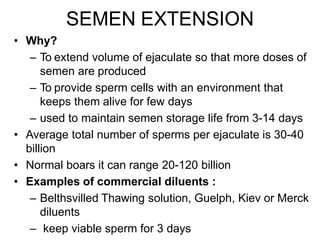 SEMEN EXTENSION
• Why?
– To extend volume of ejaculate so that more doses of
semen are produced
– To provide sperm cells with an environment that
keeps them alive for few days
– used to maintain semen storage life from 3-14 days
• Average total number of sperms per ejaculate is 30-40
billion
• Normal boars it can range 20-120 billion
• Examples of commercial diluents :
– Belthsvilled Thawing solution, Guelph, Kiev or Merck
diluents
– keep viable sperm for 3 days
 