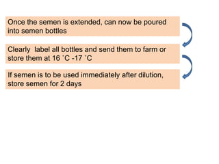 Once the semen is extended, can now be poured
into semen bottles
If semen is to be used immediately after dilution,
store semen for 2 days
Clearly label all bottles and send them to farm or
store them at 16 ˚C -17 ˚C
 