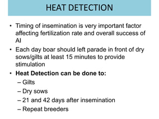 HEAT DETECTION
• Timing of insemination is very important factor
affecting fertilization rate and overall success of
AI
• Each day boar should left parade in front of dry
sows/gilts at least 15 minutes to provide
stimulation
• Heat Detection can be done to:
– Gilts
– Dry sows
– 21 and 42 days after insemination
– Repeat breeders
 
