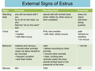 External Signs of Estrus
Signs Pre-heat Standing Heat Post-heat
Standing
heat
she will not stand still if
you
try to sit on her back, so
she
fails the "sit on the back"
test
stands still with arched back
when ridden by other sows or
farm caretaker
does not
stand
still when
being
pushed
Vulva red
• swollen
• with little mucus
Pink; less swollen
• with clear, sticky mucus
pale
•almost no
swelling
• no mucus
Behavior restless and nervous
• mounts other animals
•does not allow herself to
be mounted
• frequent urination
• less feed intake
calm
• allows mounting by other
animals
• mounts other animals
• clear, cocking ears
•actively seeks the boar,
stands arched back in the
presence of the boar
• normal
Service NO YES NO
 