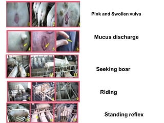 Pink and Swollen vulva
Mucus discharge
Seeking boar
Riding
Standing reflex
 