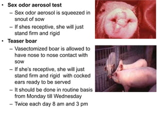 • Sex odor aerosol test
– Sex odor aerosol is squeezed in
snout of sow
– If shes receptive, she will just
stand firm and rigid
• Teaser boar
– Vasectomized boar is allowed to
have nose to nose contact with
sow
– If she’s receptive, she will just
stand firm and rigid with cocked
ears ready to be served
– It should be done in routine basis
from Monday till Wednesday
– Twice each day 8 am and 3 pm
 