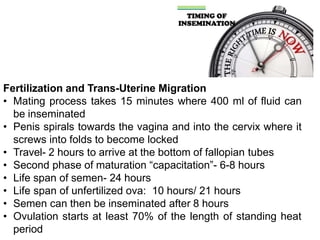 Fertilization and Trans-Uterine Migration
• Mating process takes 15 minutes where 400 ml of fluid can
be inseminated
• Penis spirals towards the vagina and into the cervix where it
screws into folds to become locked
• Travel- 2 hours to arrive at the bottom of fallopian tubes
• Second phase of maturation “capacitation”- 6-8 hours
• Life span of semen- 24 hours
• Life span of unfertilized ova: 10 hours/ 21 hours
• Semen can then be inseminated after 8 hours
• Ovulation starts at least 70% of the length of standing heat
period
 