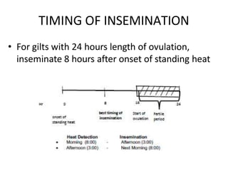 TIMING OF INSEMINATION
• For gilts with 24 hours length of ovulation,
inseminate 8 hours after onset of standing heat
 