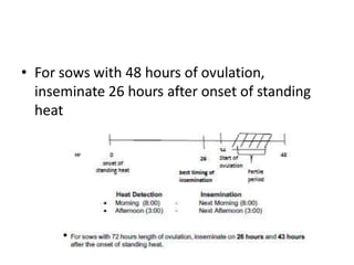 • For sows with 48 hours of ovulation,
inseminate 26 hours after onset of standing
heat
 