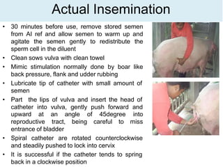Actual Insemination
• 30 minutes before use, remove stored semen
from AI ref and allow semen to warm up and
agitate the semen gently to redistribute the
sperm cell in the diluent
• Clean sows vulva with clean towel
• Mimic stimulation normally done by boar like
back pressure, flank and udder rubbing
• Lubricate tip of catheter with small amount of
semen
• Part the lips of vulva and insert the head of
catheter into vulva, gently push forward and
upward at an angle of 45degree
reproductive
into
tract, being careful to miss
entrance of bladder
• Spiral catheter are rotated counterclockwise
and steadily pushed to lock into cervix
• It is successful if the catheter tends to spring
back in a clockwise position
 