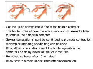 • Cut the tip od semen bottle and fit the tip into catheter
• The bottle is raised over the sows back and squeezed a little
to remove the airlock in catheter
• Sexual stimulation should be continued to promote contraction
• A clamp or breeding saddle bag can be used
• If backflow occurs, disconnect the bottle reposition the
catheter and delay insemination for 2 minutes
• Removed catheter after 10 minutes
• Allow sow to remain undisturbed after insemination
 