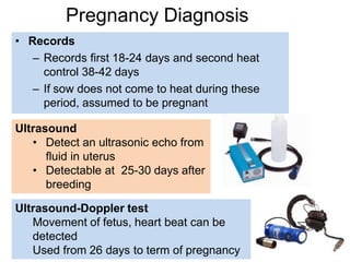 Pregnancy Diagnosis
• Records
– Records first 18-24 days and second heat
control 38-42 days
– If sow does not come to heat during these
period, assumed to be pregnant
Ultrasound
• Detect an ultrasonic echo from
fluid in uterus
• Detectable at 25-30 days after
breeding
Ultrasound-Doppler test
Movement of fetus, heart beat can be
detected
Used from 26 days to term of pregnancy
 