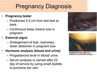 • Pregnancy tester
– Positioned 2-3 cm from last teat at
back
– Continuous beep means sow is
pregnant
• External signs
– Enlargement of teat, mammary,
lower abdomen in pregnant sow
• Hormone analysis (blood and urine)
– Progesterone level in blood/ urine
– Serum analysis is carried after 22
day of service by using small stylette
to puncture ear vein
Pregnancy Diagnosis
 