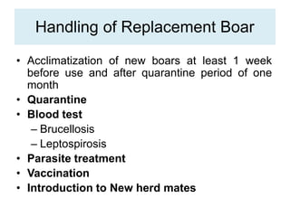 Handling of Replacement Boar
• Acclimatization of new boars at least 1 week
before use and after quarantine period of one
month
• Quarantine
• Blood test
– Brucellosis
– Leptospirosis
• Parasite treatment
• Vaccination
• Introduction to New herd mates
 