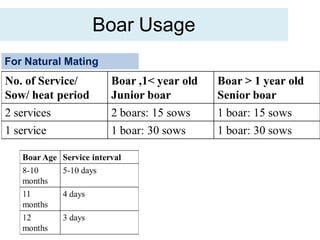 Boar Usage
For Natural Mating
 