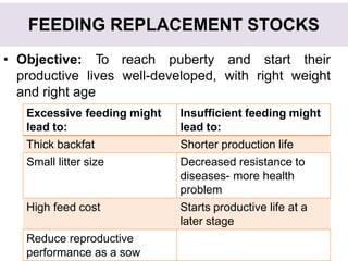 FEEDING REPLACEMENT STOCKS
• Objective: To reach puberty and start their
productive lives well-developed, with right weight
and right age
Excessive feeding might
lead to:
Insufficient feeding might
lead to:
Thick backfat Shorter production life
Small litter size Decreased resistance to
diseases- more health
problem
High feed cost Starts productive life at a
later stage
Reduce reproductive
performance as a sow
 