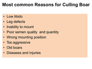 Most common Reasons for Culling Boar
• Low libido
• Leg defects
• Inability to mount
• Poor semen quality and quantity
• Wrong mounting position
• Too aggressive
• Old boars
• Diseases and injuries
 