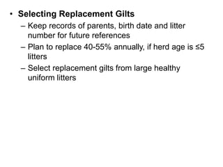 • Selecting Replacement Gilts
– Keep records of parents, birth date and litter
number for future references
– Plan to replace 40-55% annually, if herd age is ≤5
litters
– Select replacement gilts from large healthy
uniform litters
 