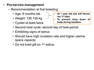 • Pre-service management
– Recommendation at first breeding
• Age: 8 months old
• Weight: 130-135 kg
• Cycled at least twice
• Second heat cycle; second day of heat period
• Exhibiting signs of estrus
• Should have high ovulation rate and higher uterine
space capacity
• Do not bred gilt on 1st estrus
• At 1 year old she will farrow
her 1st litter
• To prevent drop down of
body during lactation
 