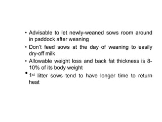 • Advisable to let newly-weaned sows room around
in paddock after weaning
• Don’t feed sows at the day of weaning to easily
dry-off milk
• Allowable weight loss and back fat thickness is 8-
10% of its body weight
•1st litter sows tend to have longer time to return
heat
 
