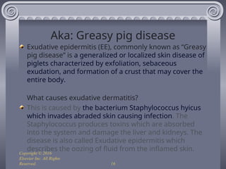Dermatitis In Pigs Swine Bacteria Diseases and Other Conditions 2025.ppt