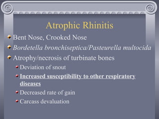 Swine Bacteria Diseases and Other Conditions 2025.ppt